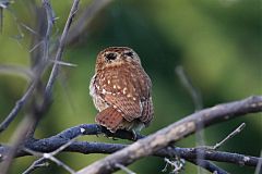 Peruvian Pygmy-Owl